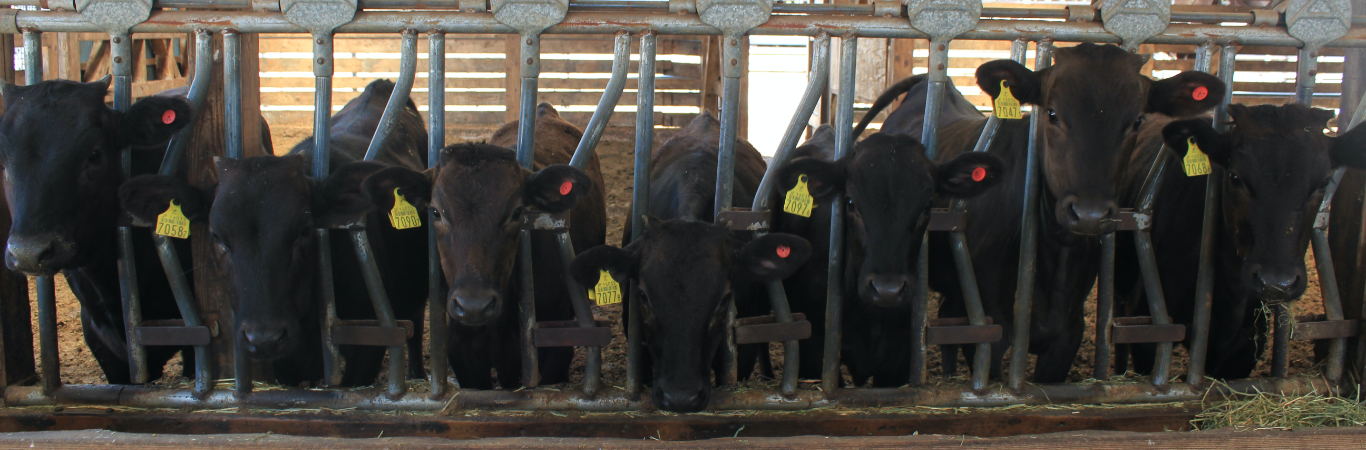 だんだん牧場イメージ