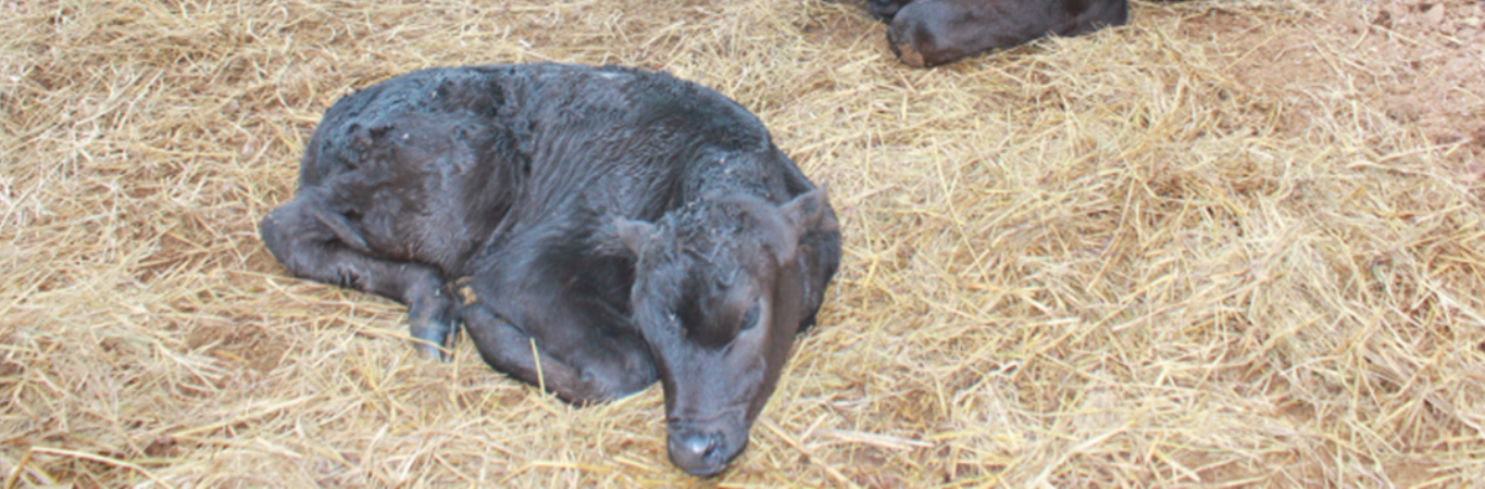 だんだん牧場イメージ／生まれたばかりの子牛