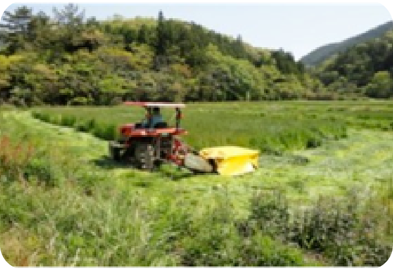 育った牧草をトラクター（ロータリーモアー）で刈り取ります。その後テッダーを使って何度か反転し乾燥させます。