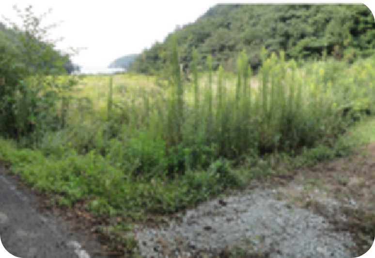 雑草や雑木を人力や機械によって刈取ります。